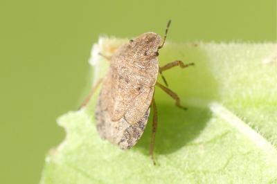 Sciocoris microphthalmus