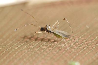 Gampsocoris punctipes punctipes