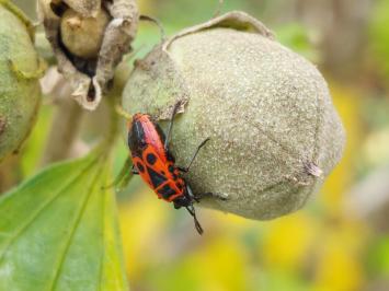 Pyrrhocoris apterus