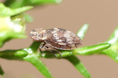 Ulopa reticulata