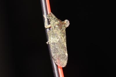 Ledra aurita