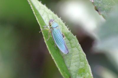 Cicadella viridis