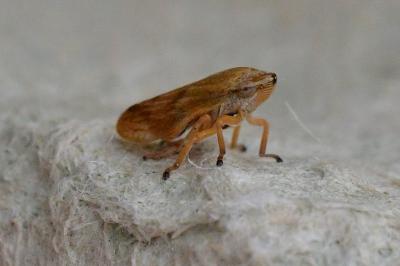 Philaenus spumarius