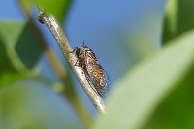 Cicadetta cantilatrix