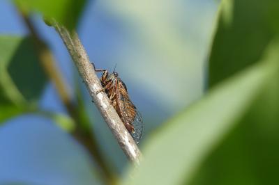 Cicadetta cantilatrix