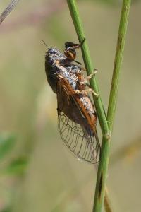 <i>Cicadetta montana/petryi/cantilatrix</i>