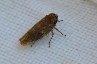 <i>Euscelidius variegatus</i>