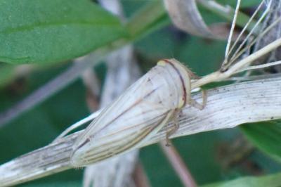 <i>Athysanus argentarius</i>