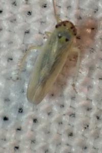 <i>Macrosteles</i>