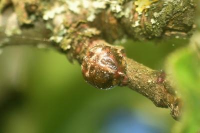 <i>Eulecanium tiliae</i>