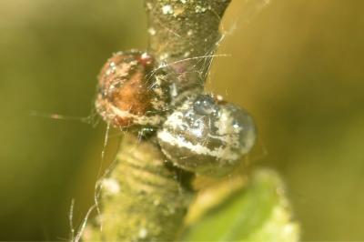 <i>Eulecanium tiliae</i>