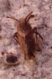 <i>Asiraca clavicornis</i>