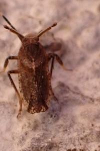 <i>Asiraca clavicornis</i>