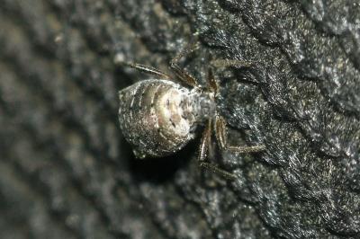 <i>Cinara</i>
