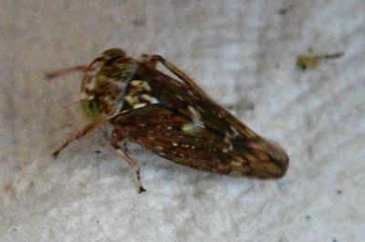 <i>Acericerus heydenii</i>
