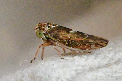 <i>Acericerus heydenii</i>