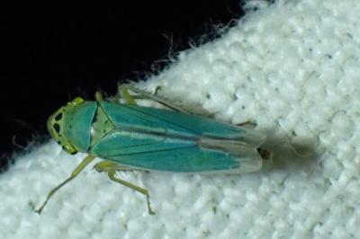 <i>Cicadella viridis</i>