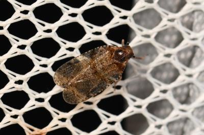 <i>Cixius</i>