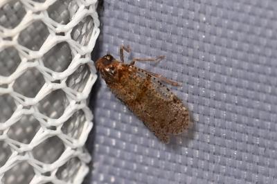 <i>Cixius</i>