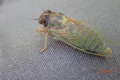 <i>Lyristes plebejus</i>