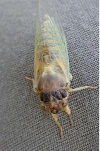 <i>Lyristes plebejus</i>