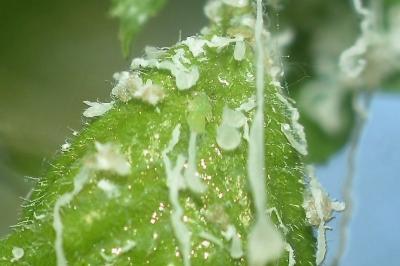 <i>Cacopsylla</i>