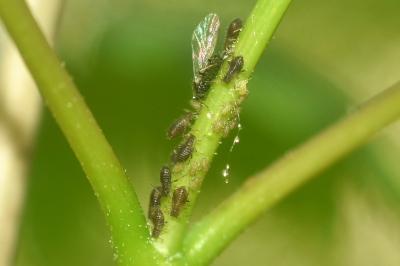 <i>Periphyllus</i>