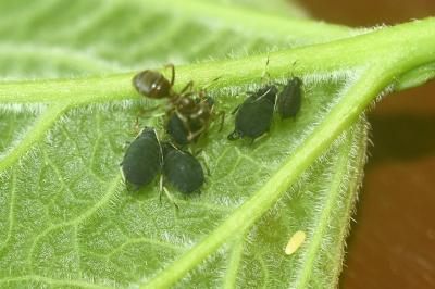 <i>Aphis</i>
