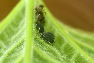 <i>Aphis</i>