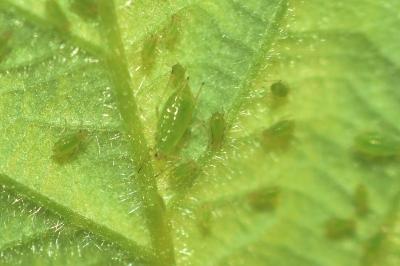 <i>Macrosiphum euphorbiae</i>