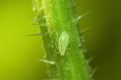 <i>Macrosiphum euphorbiae</i>