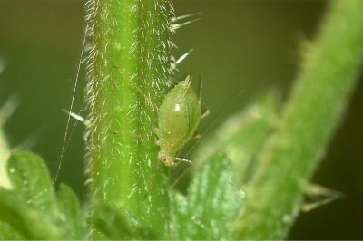<i>Macrosiphum euphorbiae</i>