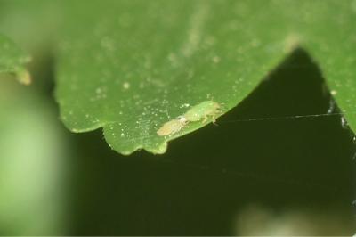 <i>Cacopsylla</i>