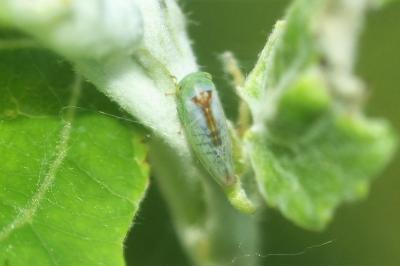 <i>Viridicerus ustulatus</i>