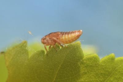 <i>Macropsis</i>