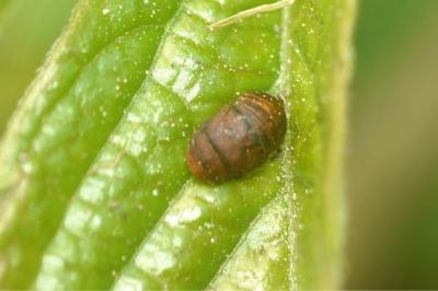 <i>Penthimia nigra</i>
