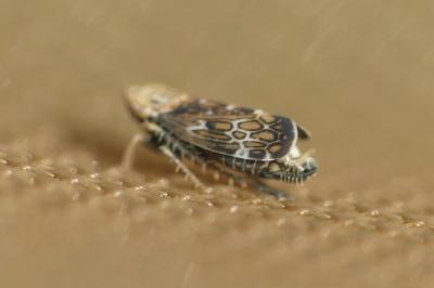 <i>Errastunus ocellaris</i>