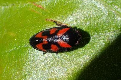 <i>Cercopis vulnerata</i>