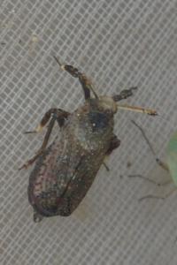 <i>Asiraca clavicornis</i>