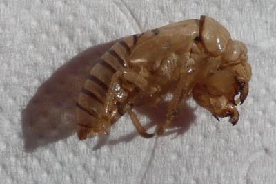 <i>Cicadetta</i>