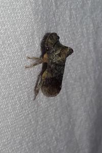 <i>Ledra aurita</i>