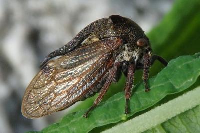 <i>Centrotus cornutus</i>