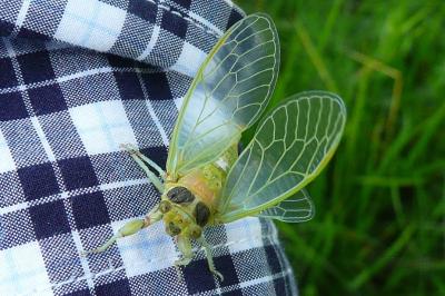 <i>Cicadetta</i>