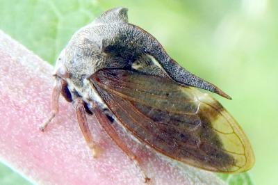 <i>Centrotus cornutus</i>
