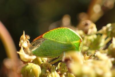 <i>Stictocephala alta</i>