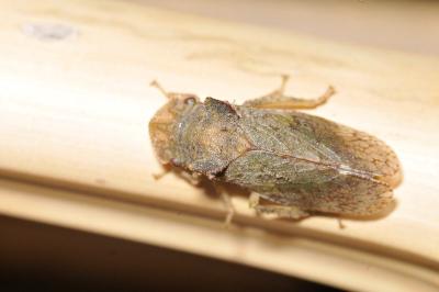 <i>Ledra aurita</i>