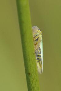 <i>Cicadella viridis</i>