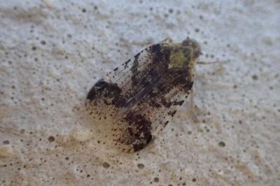 <i>Cixius</i>