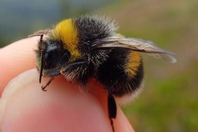 Bombus lucorum