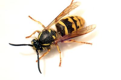 Vespula vulgaris